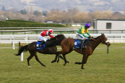 Two Horse Running in a Chase Race at Cheltenham Racecourse